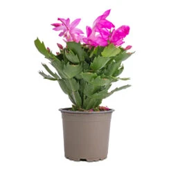 Schlumbergera - Christmas Cactus - Pink/Purple -Hortology Shop Schlumbergera Christmas Cactus Pink Purple 12x25cm 2