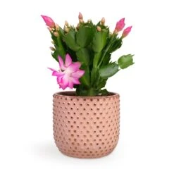 Schlumbergera - Christmas Cactus - Pink/Purple -Hortology Shop Schlumbergera Christmas Cactus Pink Purple 12x25cm Bolino Plant Pot Pale Rose 14x13cm d3179c00 b6f5 435b 91c4 2b0b430b41d7