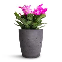 Schlumbergera - Christmas Cactus - Pink/Purple -Hortology Shop Schlumbergera Christmas Cactus Pink Purple 12x25cm Gerben Plant Pot Black Washed 15x16cm
