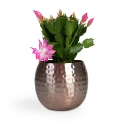 Schlumbergera - Christmas Cactus - Pink/Purple -Hortology Shop Schlumbergera Christmas Cactus Pink Purple 12x25cm Kody Metal Plant Pots Set3 Large Rose Gold 53ff83eb 026c 44e6 bf42 8e21b6ae65ff