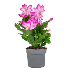 Schlumbergera - Christmas Cactus - Pink/Purple -Hortology Shop Schlumbergera Christmas Cactus Pink Purple 9x23cm