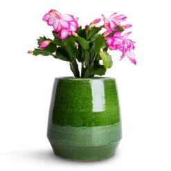 Schlumbergera - Christmas Cactus - Pink/Purple -Hortology Shop Schlumbergera Christmas Cactus Pink Purple 9x23cm Remi Plant Pot Green 15x15cm