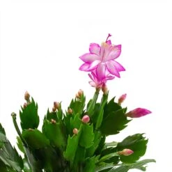 Schlumbergera - Christmas Cactus - Pink/Purple -Hortology Shop Schlumbergera Christmas Cactus Pink Purple Leaves
