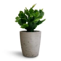 Gerben Plant Pot - Grey Washed -Hortology Shop Schlumbergera Christmas Cactus White 9x23cm Gerben Plant Pot Grey Washed 12x13cm