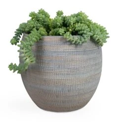 Sedum Burrito - Donkey Tail -Hortology Shop Sedum Burrito Donkey Tail 14x20cm Dex Plant Pot Earth 22x20cm e5cf6df4 2ef3 4fa9 97dd 4bacf93f489c