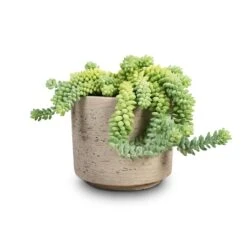 Novi Plant Pot - Grey Washed -Hortology Shop Sedum Burrito Donkey Tail 14x20cm Novi Plant Pot Grey Washed 18x15.5cm 284127c5 b4c9 43c8 802b 648e178f4dc7