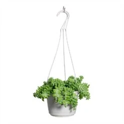 Sedum Burrito - Donkey Tail -Hortology Shop Sedum Burrito Donkey Tail 20x45cm