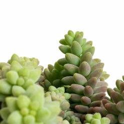 Sedum Burrito - Donkey Tail -Hortology Shop Sedum Burrito Donkey Tail DETAIL 2