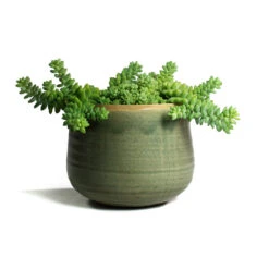 Sedum Burrito - Donkey Tail -Hortology Shop Sedum Burrito Donkey Tail Iris Plant Pot Mint