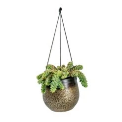 Mya Hanging Planter - Deep Champagne -Hortology Shop Sedum Burrito Donkey Tail Mya Hanging Planter Deep Champagne e8ce3e30 a580 4f2d 8ee8 527acb552bed