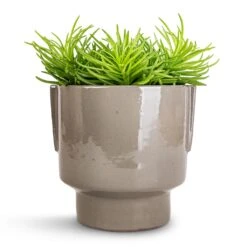 Aries Handles Plant Pot - Charcoal 17 Aries Handles Plant Pot - Charcoal -Hortology Shop Senecio Himalaya Himalaya Groundsel 12x20cm Aries Handles Plant Pot Charcoal 14x15cm 2c847260 5d92 4c7a 9039 eb3add7f8f13