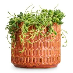 Senecio Herreianus - String Of Beads -Hortology Shop Senecio herreianus String of Beads 12x20cm Flor Plant Pot Orange 14x12cm a658214b b85f 40ef 90ab 87b9c93d85d7