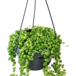 Senecio Rowleyanus - String Of Pearls -Hortology Shop Senecio rowleyanus String of Beads Stems