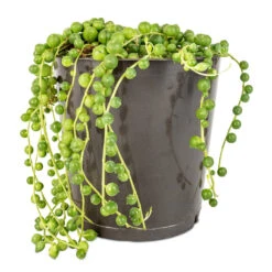 Senecio Rowleyanus - String Of Pearls -Hortology Shop Senecio rowleyanus String of Pearls 12x20cm