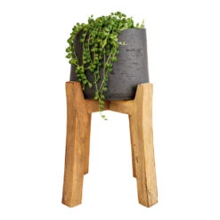Patt Plant Pot - Tall Stand - Black Washed -Hortology Shop Senecio rowleyanus String of Pearls 12x20cm Patt Plant Pot Tall Stand Black Washed 23x34cm 8decf343 6070 461f a9ef c9ac37ac1145