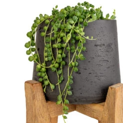 Senecio Rowleyanus - String Of Pearls -Hortology Shop Senecio rowleyanus String of Pearls 12x20cm Patt Plant Pot Tall Stand Black Washed SWATCH