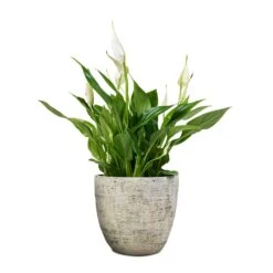 Spathiphyllum Bellini - Peace Lily 35 Spathiphyllum Bellini - Peace Lily -Hortology Shop Spathiphyllum Bellini Peace Lily 13x40cm Anne Plant Pot White Earth 16x15cm