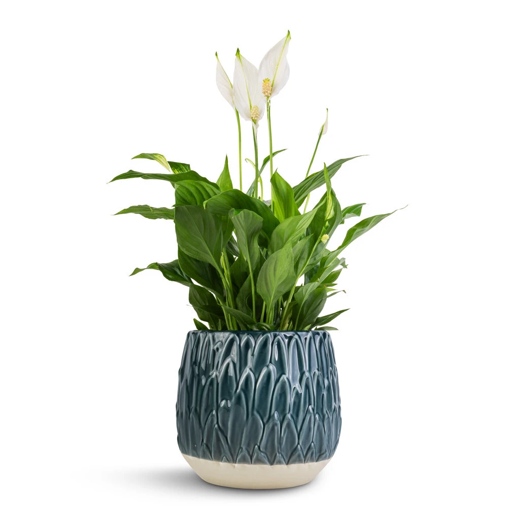 Spathiphyllum Bellini - Peace Lily 4 Spathiphyllum Bellini - Peace Lily - Image 4