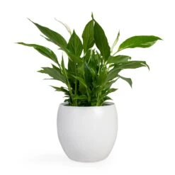 Spathiphyllum Bellini - Peace Lily 34 Spathiphyllum Bellini - Peace Lily -Hortology Shop Spathiphyllum Bellini Peace Lily 13x40cm Cresta Plant Pot Pure White 19x16cm