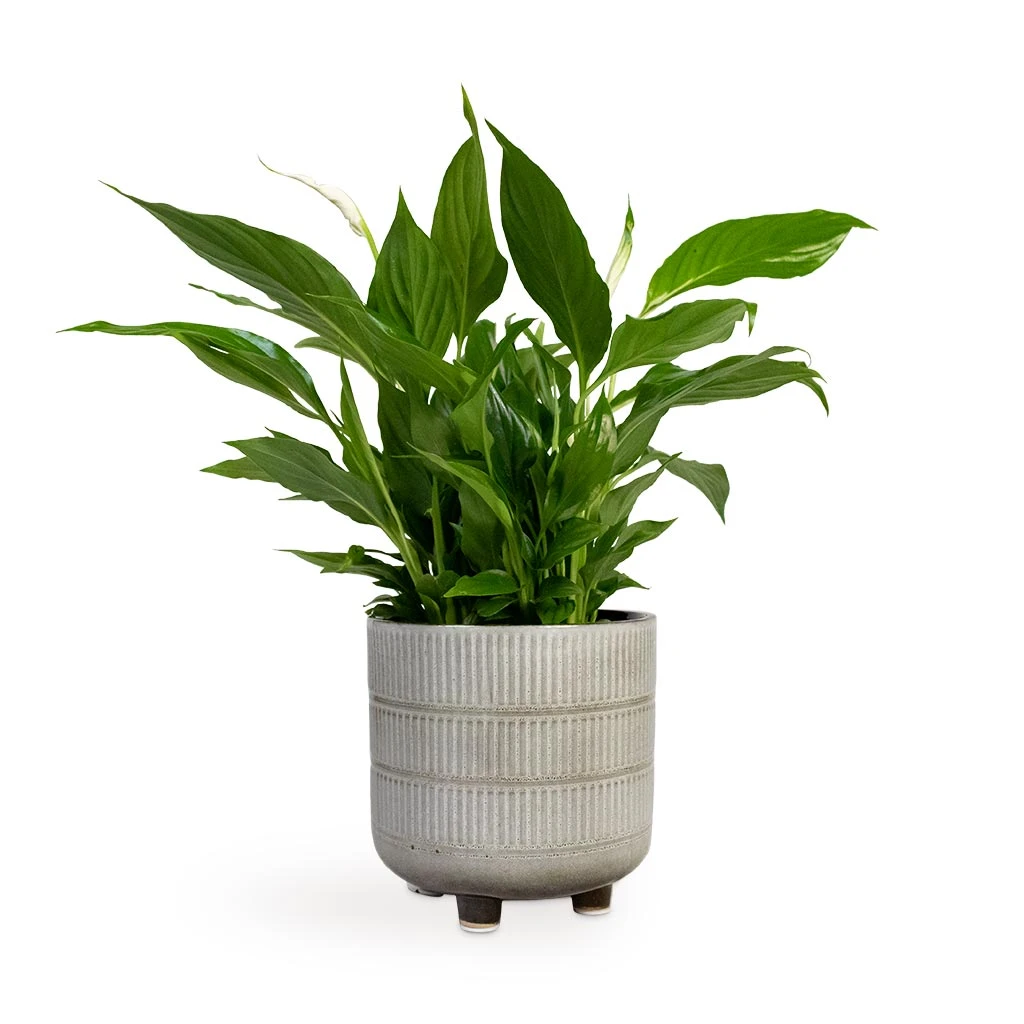 Spathiphyllum Bellini - Peace Lily 10 Spathiphyllum Bellini - Peace Lily - Image 10