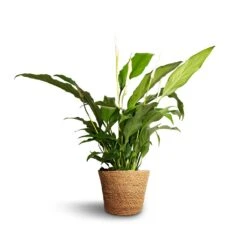 Spathiphyllum Bellini - Peace Lily 23 Spathiphyllum Bellini - Peace Lily -Hortology Shop Spathiphyllum Bellini Peace Lily 13x40cm Igmar Plant Basket Natural 15x12cm e38284c0 312d 4468 9b9c f46982abe0d9