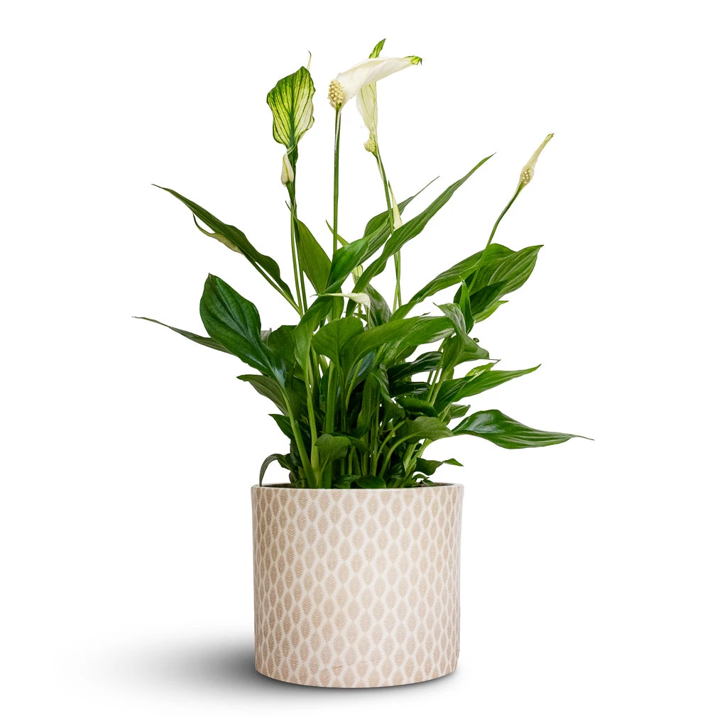 Spathiphyllum Bellini - Peace Lily 9 Spathiphyllum Bellini - Peace Lily - Image 9