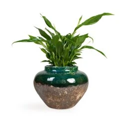 Spathiphyllum Bellini - Peace Lily 29 Spathiphyllum Bellini - Peace Lily -Hortology Shop Spathiphyllum Bellini Peace Lily 13x40cm Lindy Jar Plant Pot Black Green 28x20cm