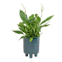 Pisa Plant Pot - Emerald -Hortology Shop Spathiphyllum Bellini Peace Lily 13x40cm Pisa Plant Pot Emerald 20x24cm