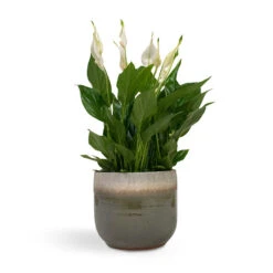 Spathiphyllum Bellini - Peace Lily 30 Spathiphyllum Bellini - Peace Lily -Hortology Shop Spathiphyllum Bellini Peace Lily 13x40cm Tarra Plant Pot Forest 17x15cm