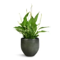 Zembla Plant Pot - Green -Hortology Shop Spathiphyllum Bellini Peace Lily 13x40cm Zembla Plant Pot Green 18x16cm 3175bab0 62da 4bf6 aaed 4d8b395e9c97