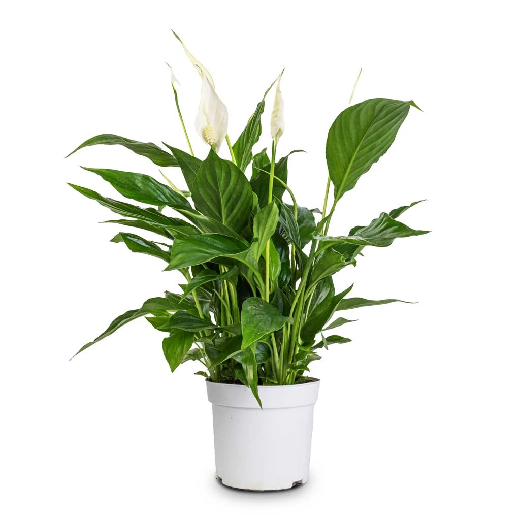 Spathiphyllum Bellini - Peace Lily 6 Spathiphyllum Bellini - Peace Lily - Image 6