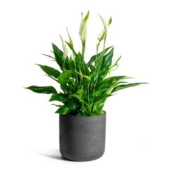 Spathiphyllum Bellini - Peace Lily 31 Spathiphyllum Bellini - Peace Lily -Hortology Shop Spathiphyllum Bellini Peace Lily Charlie Plant Pot Black Washed