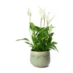 Spathiphyllum Bellini - Peace Lily 32 Spathiphyllum Bellini - Peace Lily -Hortology Shop Spathiphyllum Bellini Peace Lily Iris Plant Pot
