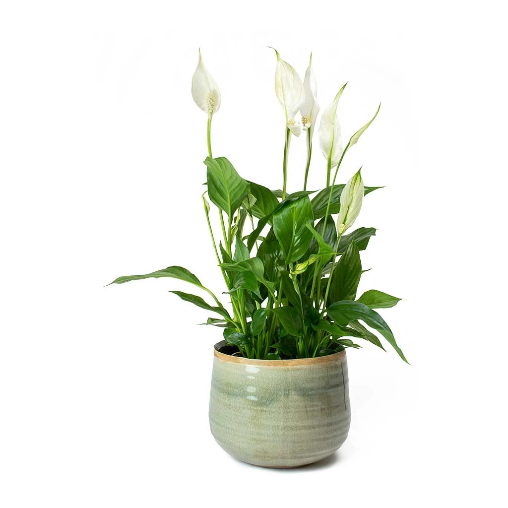 Spathiphyllum Bellini - Peace Lily 14 Spathiphyllum Bellini - Peace Lily - Image 14