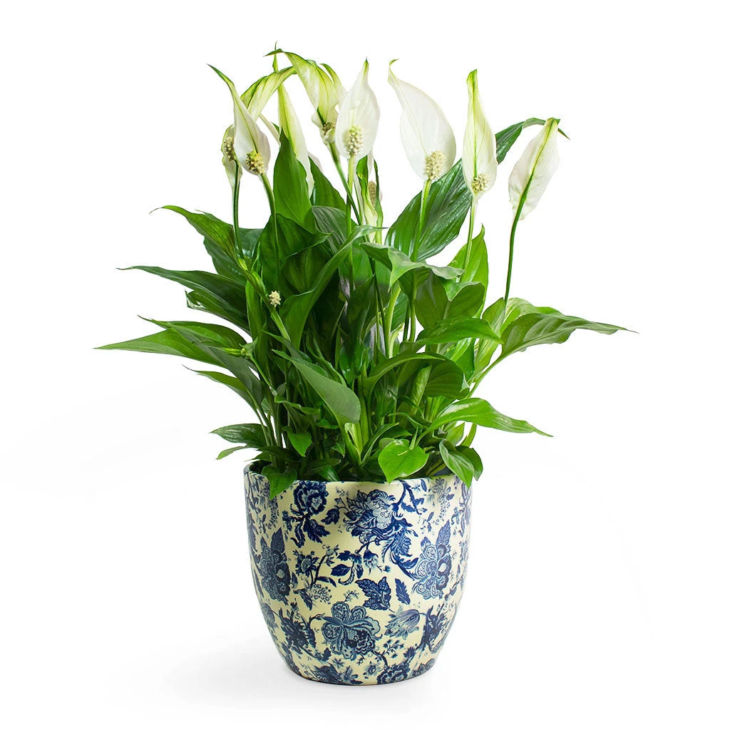 Spathiphyllum Bellini - Peace Lily 1 Spathiphyllum Bellini - Peace Lily