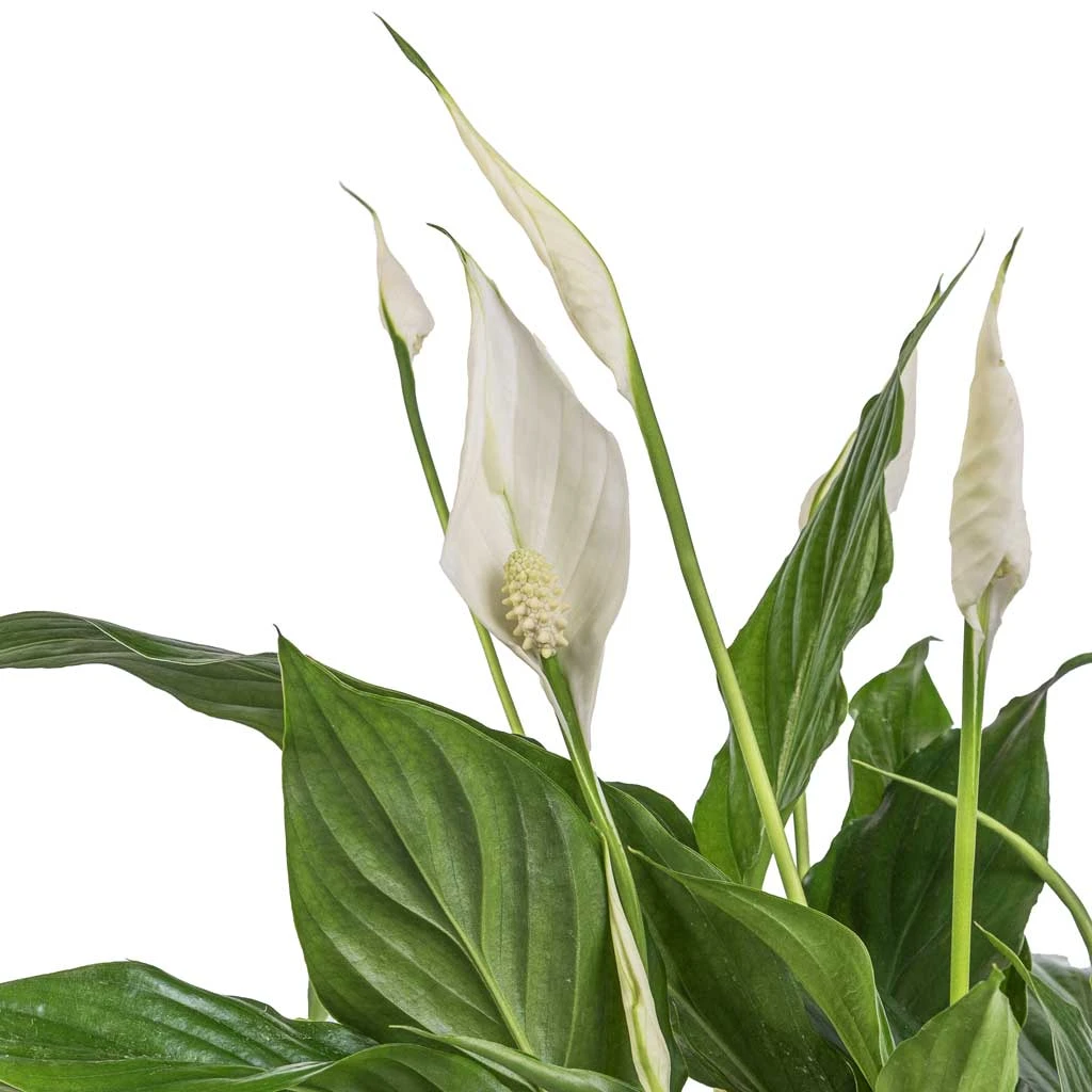 Spathiphyllum Bellini - Peace Lily 2 Spathiphyllum Bellini - Peace Lily - Image 2