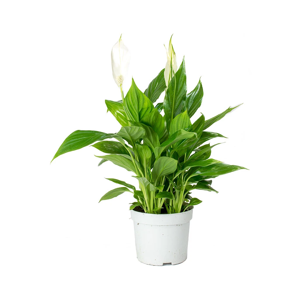 Spathiphyllum Bellini - Peace Lily 3 Spathiphyllum Bellini - Peace Lily - Image 3