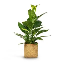 Kobe Bamboo Planter 18 Kobe Bamboo Planter -Hortology Shop Spathiphyllum Sebastiano Peace Lily 24x110cm Kobe Bamboo Planter 30x30x31cm 9994420a 7b7b 4587 a7cf b997cd5af6a4