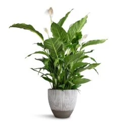 Jesslyn Plant Pot - Ridged White Stripe -Hortology Shop Spathiphyllum Sebastiano Peace Lily Jesslyn Plant Pot Ridged White Stripe 33x29cm e3f81adf 6919 4ddb 92da 4cf742350034