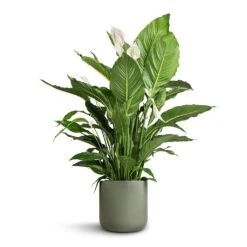 Spathiphyllum Sebastiano - Peace Lily -Hortology Shop Spathiphyllum Sebastiano Peace Lily Lisbon Plant Pot Sage 26x26cm