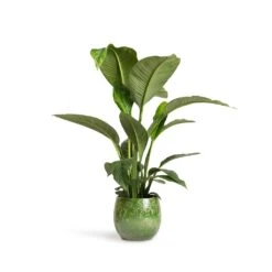 Spathiphyllum Sensation - Peace Lily -Hortology Shop Spathiphyllum Sensation Peace Lily 24x110cm Aimee Plant Pot Pear 33x28cm