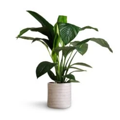 Spathiphyllum Sensation - Peace Lily -Hortology Shop Spathiphyllum Sensation Peace Lily 24x110cm Angle Cylinder Plant Pot White 30x30cm 1 9fd008d8 7d02 4382 9f00 81e558f24d8f