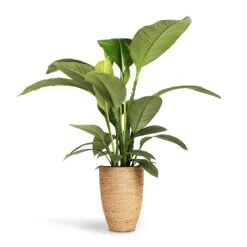 Ben Plant Pot - Straw Grass 15 Ben Plant Pot - Straw Grass -Hortology Shop Spathiphyllum Sensation Peace Lily 24x110cm Ben Plant Pot Straw Grass 30x41cm 5f0fdcae 3f42 4b6b 956e fd7ac8aac95b