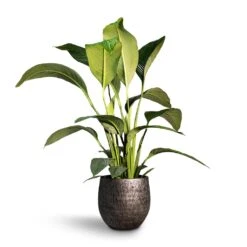 Spathiphyllum Sensation - Peace Lily -Hortology Shop Spathiphyllum Sensation Peace Lily 24x110cm Evi Plant Pot Midnight Black35x32cm