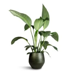 Noor Plant Pot - Velvet Green -Hortology Shop Spathiphyllum Sensation Peace Lily 24x120cm Noor Plant Pot Velvet Green 36x36cm af25956f 6811 45f4 8918 40fcc990cdb6