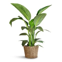 Spathiphyllum Sensation - Peace Lily -Hortology Shop Spathiphyllum Sensation Peace Lily 24x120cm Sally Wikr Plant Basket Natural 41x29cm