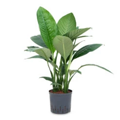 Spathiphyllum Sensation - Peace Lily - HydroCare 9 Spathiphyllum Sensation - Peace Lily - HydroCare -Hortology Shop Spathiphyllum Sensation Peace Lily HydroCare 22 19x80cm