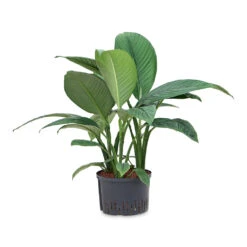 Spathiphyllum Sensation - Peace Lily - HydroCare 11 Spathiphyllum Sensation - Peace Lily - HydroCare -Hortology Shop Spathiphyllum Sensation Peace Lily HydroCare 28 19x90cm