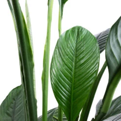 Spathiphyllum Sensation - Peace Lily -Hortology Shop Spathiphyllum Sensation Peace Lily SWATCH 2