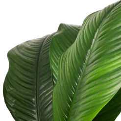 Spathiphyllum Sensation - Peace Lily -Hortology Shop Spathiphyllum Sensation Peace Lily SWATCH